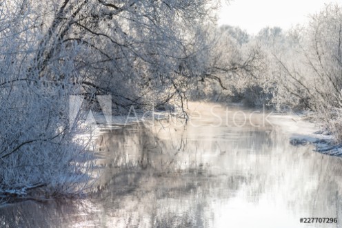 Picture of Winter landscape - frosty trees in sunny morning Tranquil winter nature in sunlight